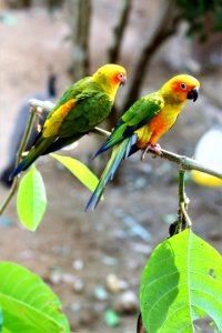 Bird Parrot Parakeet Beak