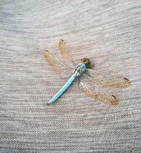 Insect Fauna Invertebrate Dragonfly