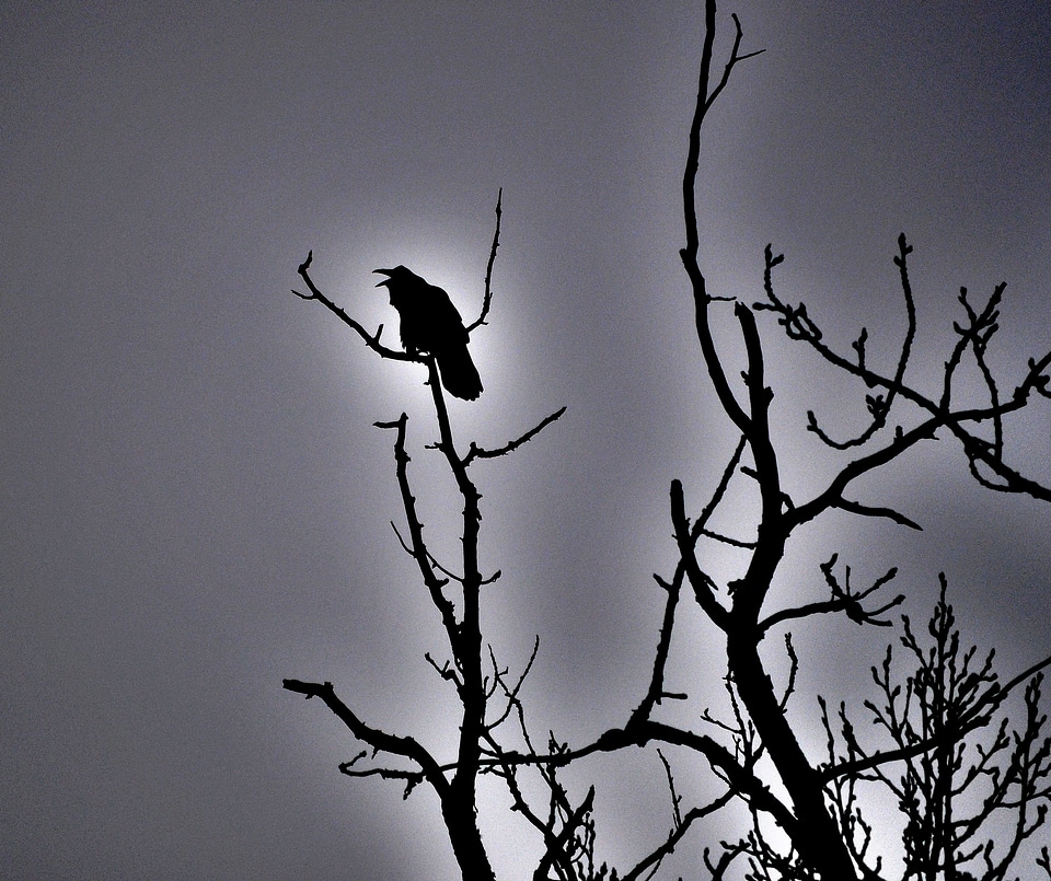 Spooky halloween silhouette
