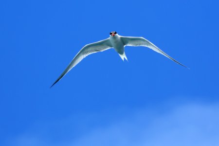 Sky Bird Beak Wing photo
