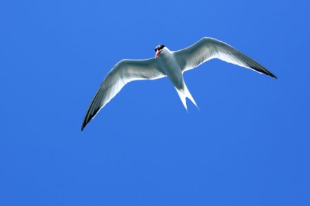 Bird Sky Gull Seabird