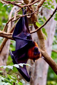 Mammal Fauna Flora Wildlife