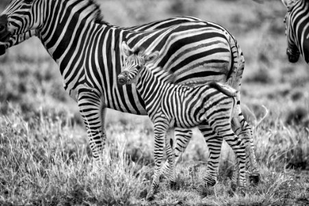 Grayscale Photography Of Zebras photo