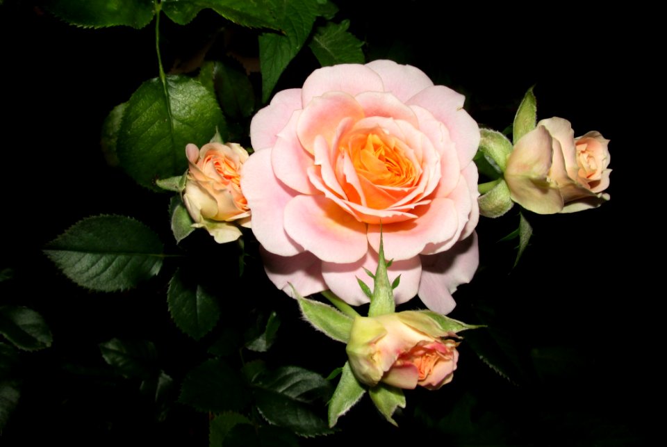 Flower Rose Rose Family Flowering Plant