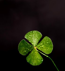 Shallow Focus Photography Of Four Leaf Clover photo