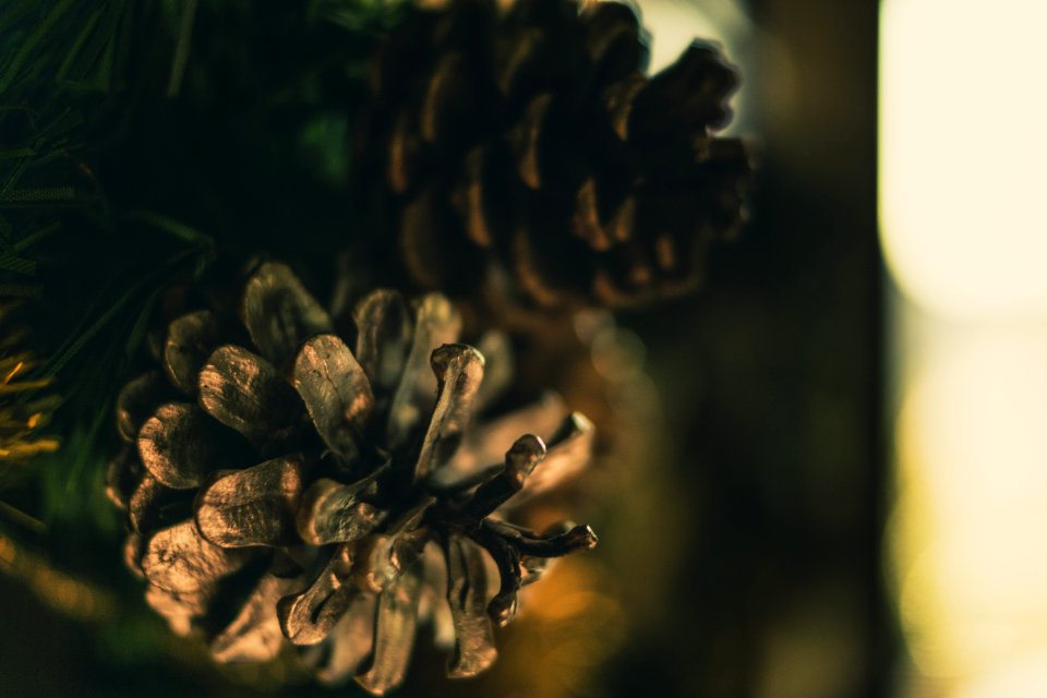 Selective Photo Of Pinecone