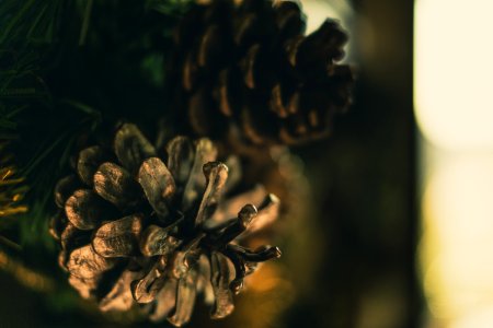 Selective Photo Of Pinecone