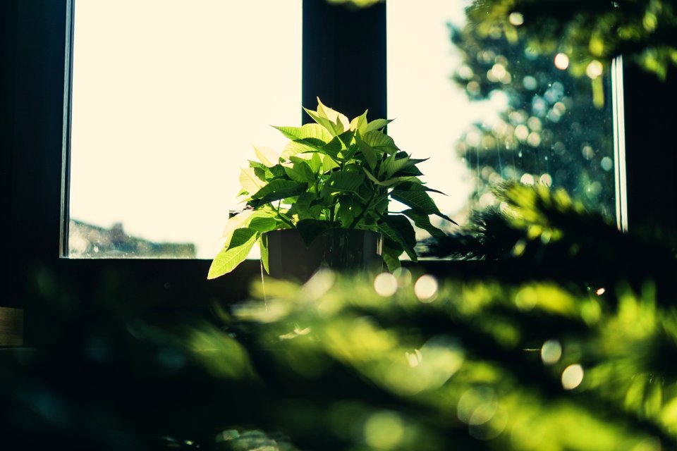 Green Leaf Plant Focus Photography
