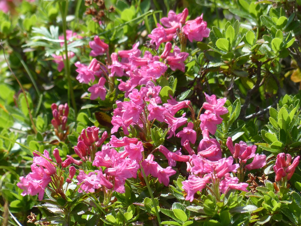 Pink rhododendron hirsutum rhododendron