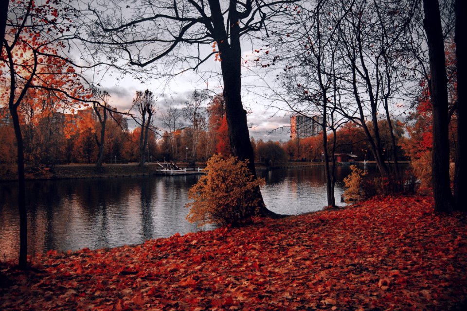 Photography Of Trees Near River During Fall