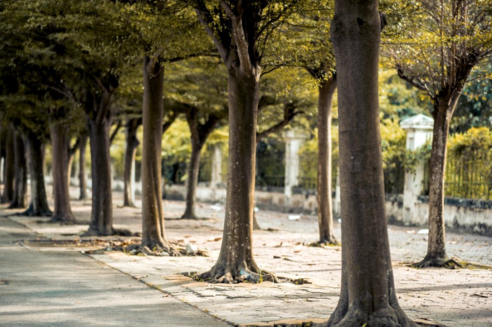 Green Trees On Road
