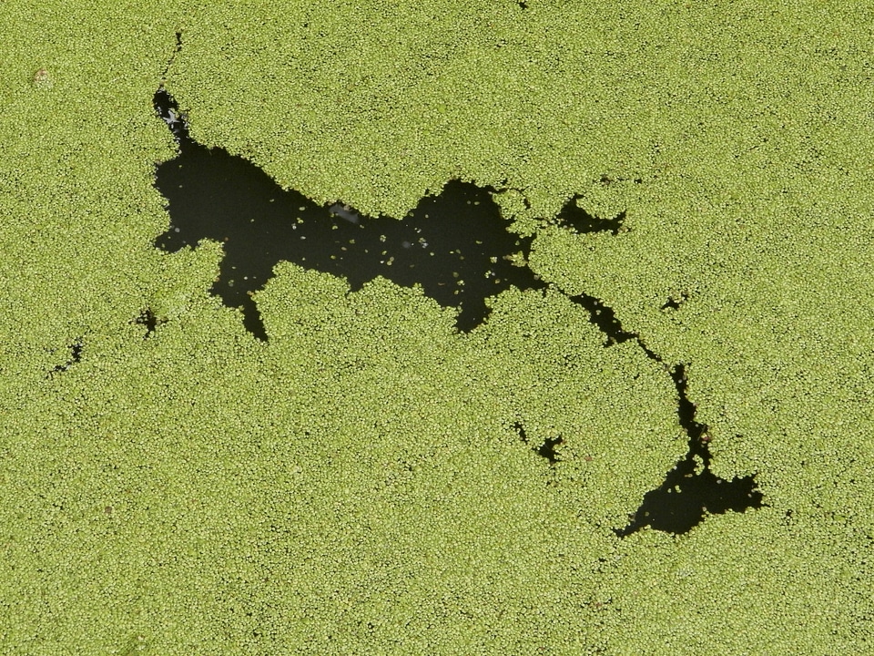 Plants water surface