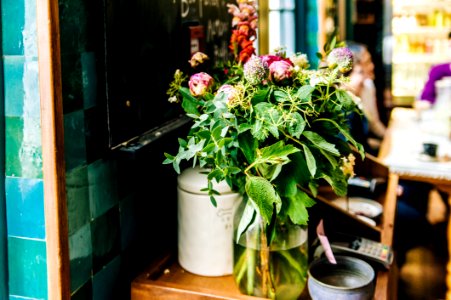 Green Potted Plant