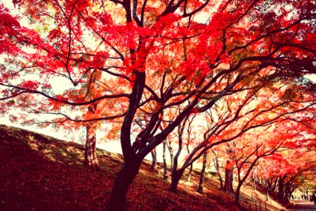 Red Trees photo