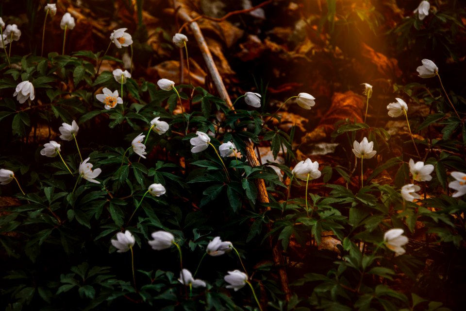 Photo Of White Flowers