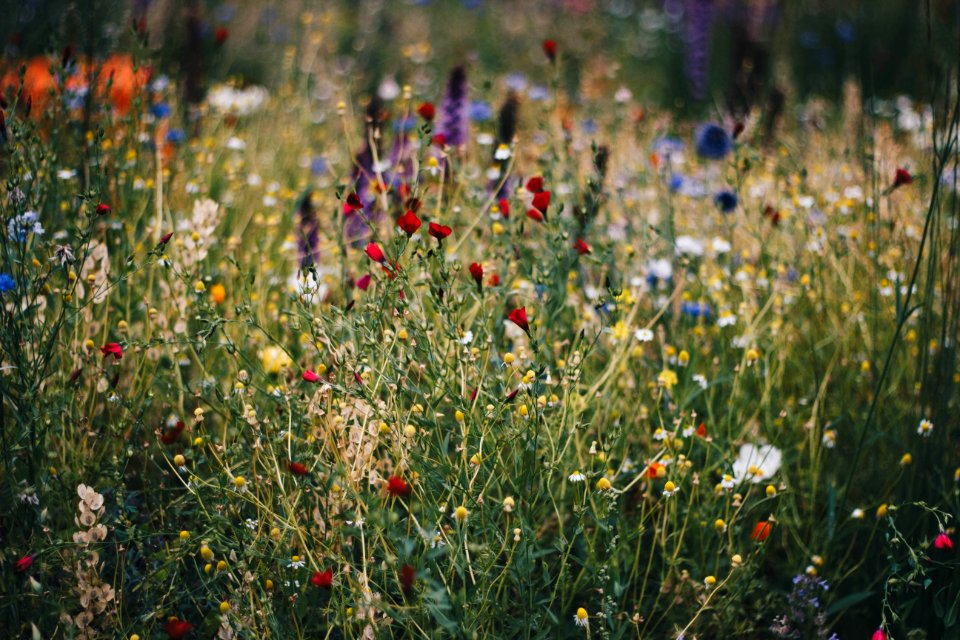 Blue White And Red Poppy Flower Field