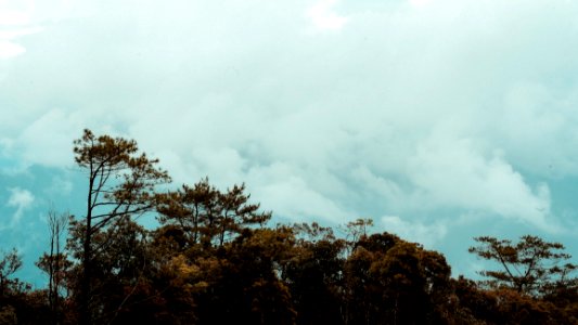 Scenic View Of The Trees