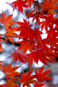Brown Leaf In Tilt Shift Photograph