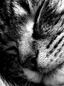 Macro Photography Of A Cat photo