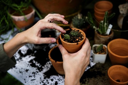 Person Holding Green Cactus On Pot photo