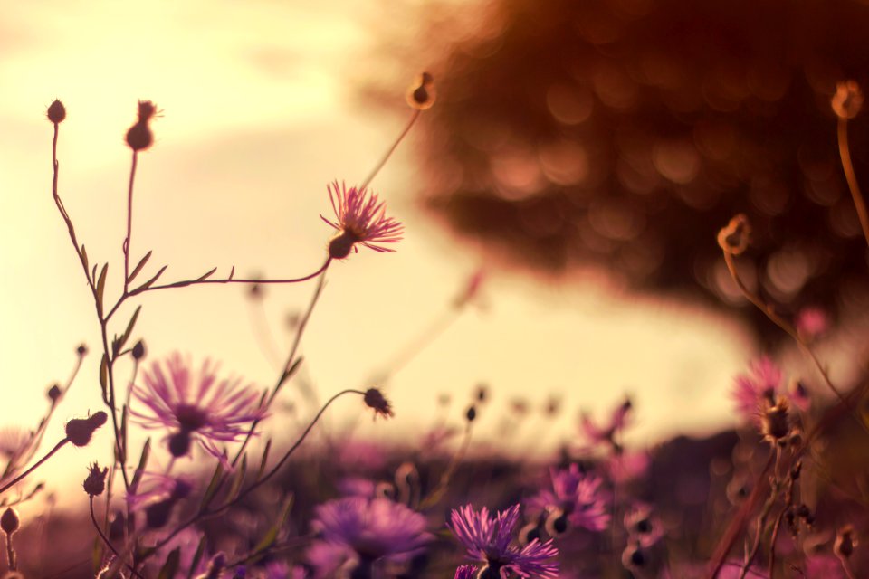 Bloom Blooming Blossom