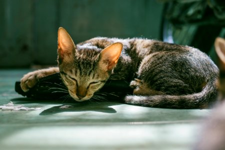 Brown Tabby Cat Sleeping photo