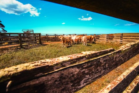 Herd Of Cows In Farm