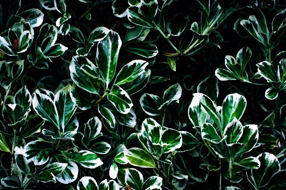 Green And White Leaves