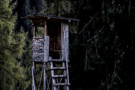 Brown And Gray Wooden Tree House Near Trees photo