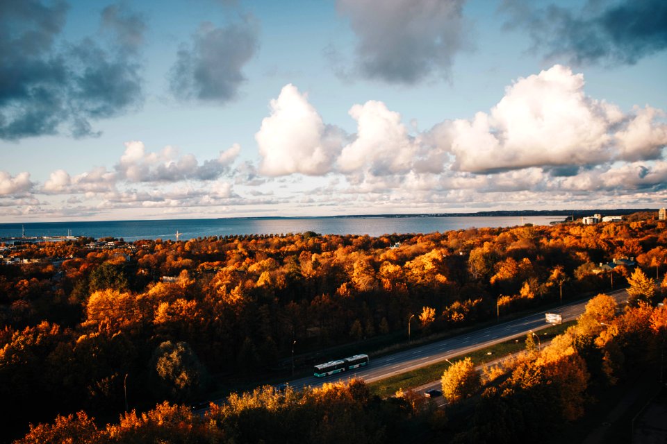 Aerial Photo Of Car On The Road Surrounded By Brown Trees Under Alto Cumulus Clouds And Clear Blue Sky