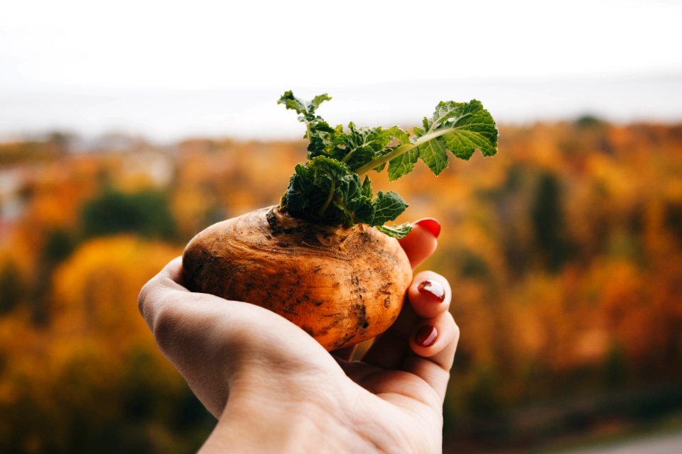 Brown Potato photo