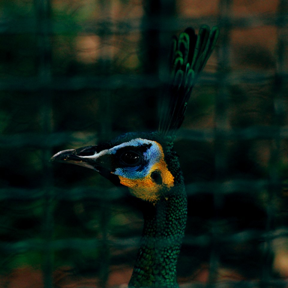 Closeup Photography Of Peafowl photo