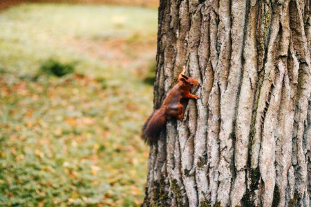 Brown Squirrel Holding On Tree photo