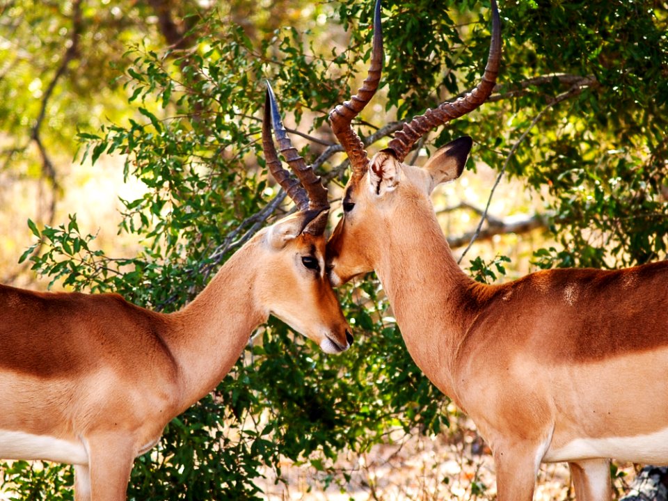 Gazelles