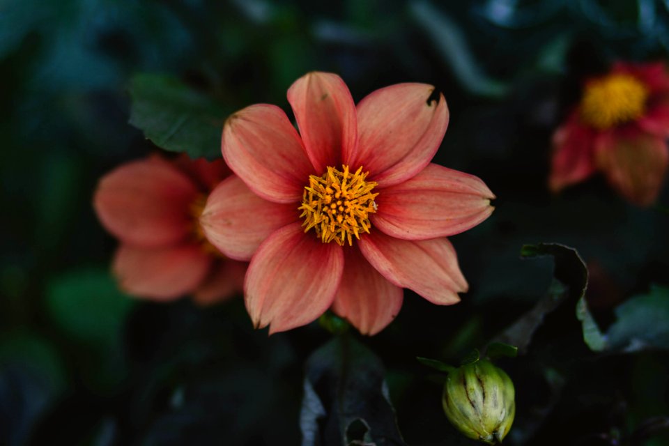 Close Up Photo Of Pink Petaled Flower