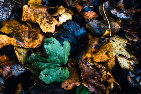 Assorted Color Leafs Photo
