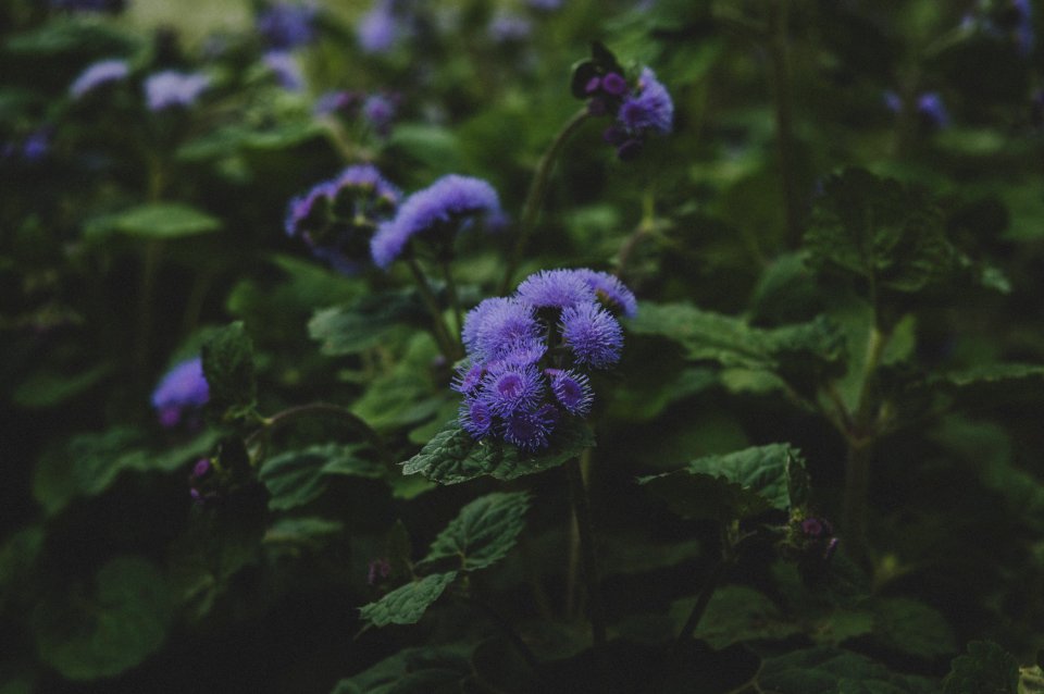 Purple Flowers photo