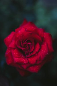 Selective Focus Photography Of Red Rose photo