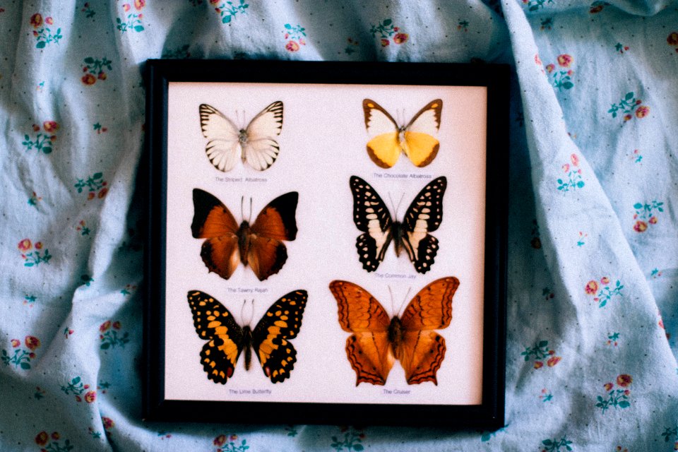 Black Wooden Framed Shadow Box Of Butterflies