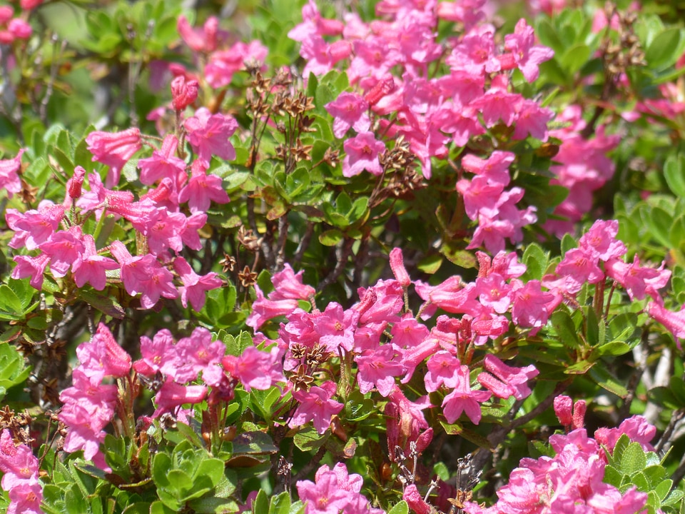 Pink rhododendron hirsutum rhododendron