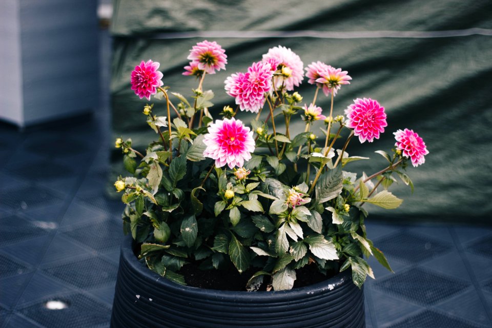 Clustered Pink Petal Flower Plant On Black Pot
