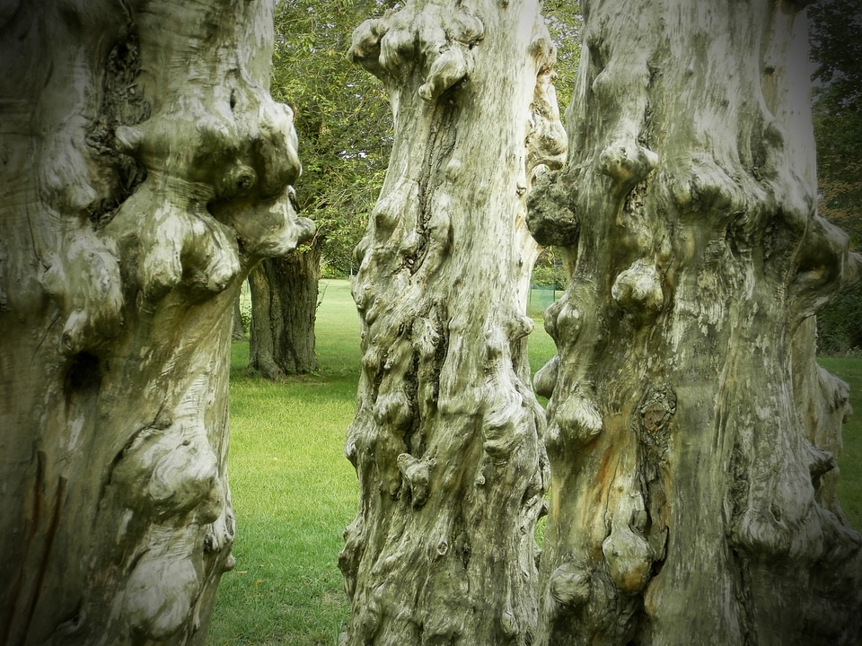 Natural forest weathered
