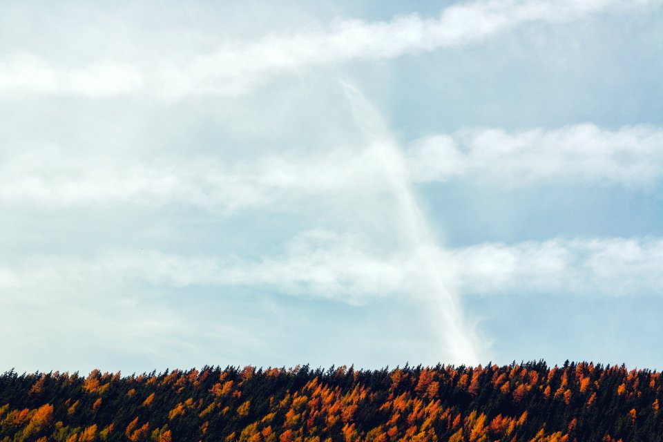 Yellow And Green Trees