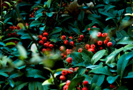 Red Fruit Surrounded By Leaves photo