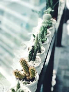 Cactus Plants photo