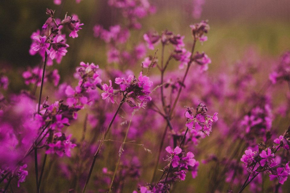 Selective Focus Photography Of Pink Flowers
