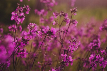 Selective Focus Photography Of Pink Flowers photo