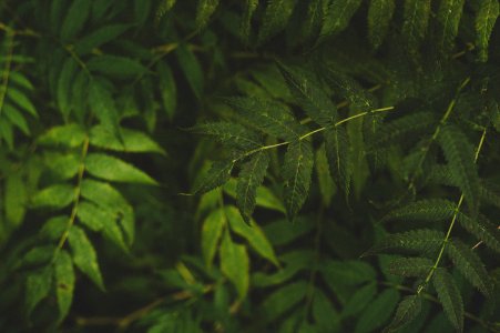 Green Leaves