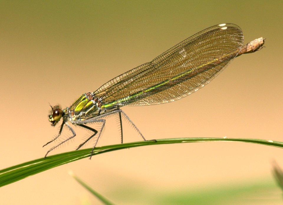 Damselfly Insect Dragonfly Dragonflies And Damseflies