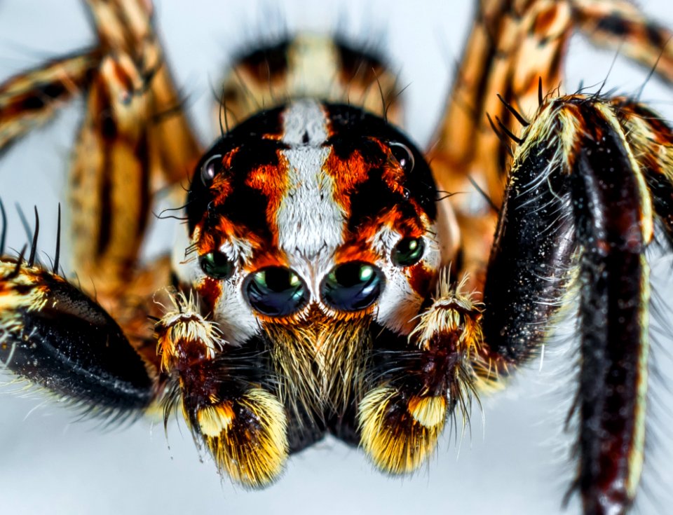 Invertebrate Insect Close Up Macro Photography